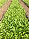 Vegetable seedbed