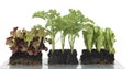 Vegetable seedlings in block culture