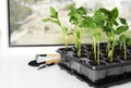 Vegetable seedlings and garden tools on window sill Royalty Free Stock Photo