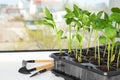 Vegetable seedlings and garden tools on window sill Royalty Free Stock Photo