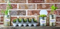 Vegetable seedlings growing in reuse tin cans and egg box on kitchen shelf. Self sufficiency at home Royalty Free Stock Photo