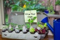 Vegetable seedlings growing in reused egg box on window sill ledge with hand written sign, grow your own veg