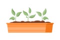 Vegetable seedlings growing at soil in box isometric icon vector organic natural plant leaves