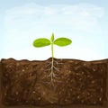 Vegetable seedlings growth in fertile ground on blue sky background. one sprout with root system in soil. young green shoot vector