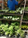 Vegetable Seedlings in a Market Stall on Liberty Avenue, Queens, New York