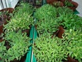 Vegetable seedlings in round pots and row on windowsill Royalty Free Stock Photo