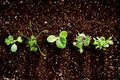 Vegetable seedlings seen from above