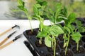 Vegetable seedlings on window sill indoors, Royalty Free Stock Photo