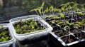 Vegetable seedlings on the windowsill. Young plants frowing in upcycled plastic containers