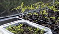 Vegetable seedlings on the windowsill. Young plants frowing in upcycled plastic containers