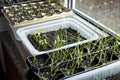 Vegetable seedlings on the windowsill. Young plants frowing in upcycled plastic containers