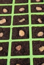 Vegetable seeds tray Royalty Free Stock Photo