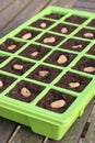 Vegetable seeds tray closeup Royalty Free Stock Photo