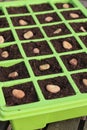 Vegetable seeds tray closeup Royalty Free Stock Photo