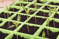 Vegetable seeds tray closeup over white Royalty Free Stock Photo