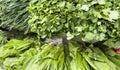 Vegetable set on the market counter. Green onions, red radishes, lettuce, curly parsley, purple Basil, fresh sorrel, beet tops and Royalty Free Stock Photo