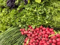 Vegetable set on the market counter. Green onions, red radishes, lettuce, curly parsley, purple Basil, fresh sorrel, beet tops and Royalty Free Stock Photo