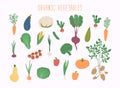 Vegetable set in vector. Garden banner. Organic and healthy food