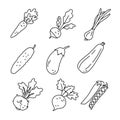 Vegetable sketch. Carrot, radish, green onion and cucumber. Eggplant, zucchini, kohlrabi cabbage, beet and pea. Thin simple