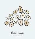 Vegetable spice garlic chop. Hipster hand drawn vector illustration of chopped garlic cloves. Hand drawn isolated garlic