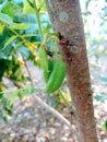 Vegetable star fruit (Averrhoa bilimbi) is suitable for making very sour vegetables.