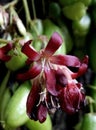 Vegetable star fruit flowers blooming beautifully. Purple flowers as a background.