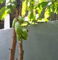 Vegetable star fruits (Averrhoa bilimbi) hanging on a tree branch