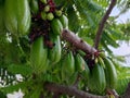 Vegetable starfruit or starfruit bears abundant fruit on the tree Royalty Free Stock Photo