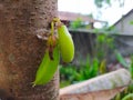 Vegetable Starfruit that is still small (1)