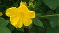 Vegetable sweet gourd yellow flower