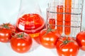 Vegetable test, Genetic Modification, tomato