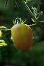 Vegetable-Tomato fruit matured on plant
