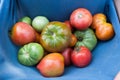 Vegetable tomato harvest, organic garden produce