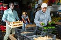 Vegetable warehouse worker sorts green bell peppers while loader carries crate of vegetables