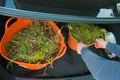 Vegetable waste.vegetable compost in an orange basket in the trunk of a car in the hands of a man.Bio garbage.green