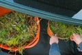 Vegetable waste.vegetable compost in an orange basket in the trunk of a car in the hands of a man.Bio garbage.green