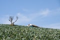 Vegetable yard on the hill