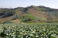 Vegetable yard on the hill