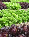 Vegetables in allotment Royalty Free Stock Photo