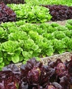 Vegetables in allotment Royalty Free Stock Photo