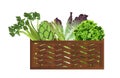 Vegetables in the basket