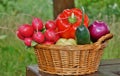 Vegetables in the basket