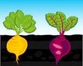 Vegetables beet and turnip in vegetable garden