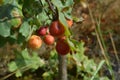 Vegetables and berries still life from the garden Royalty Free Stock Photo