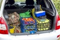 Vegetables in boxes and bags loaded in the trunk of a car