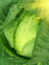 Vegetables cabbage