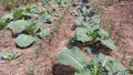 Vegetables - cabbage and green onion