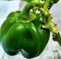 Vegetables, chilies, green peppers Royalty Free Stock Photo