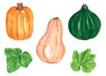 Vegetables clipart set, decorative pumpkin squash, hand drawn watercolor illustration