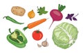 Vegetables and herbs fresh spring green organic vector collection